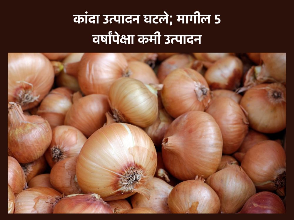 कांदा उत्पादन घटले